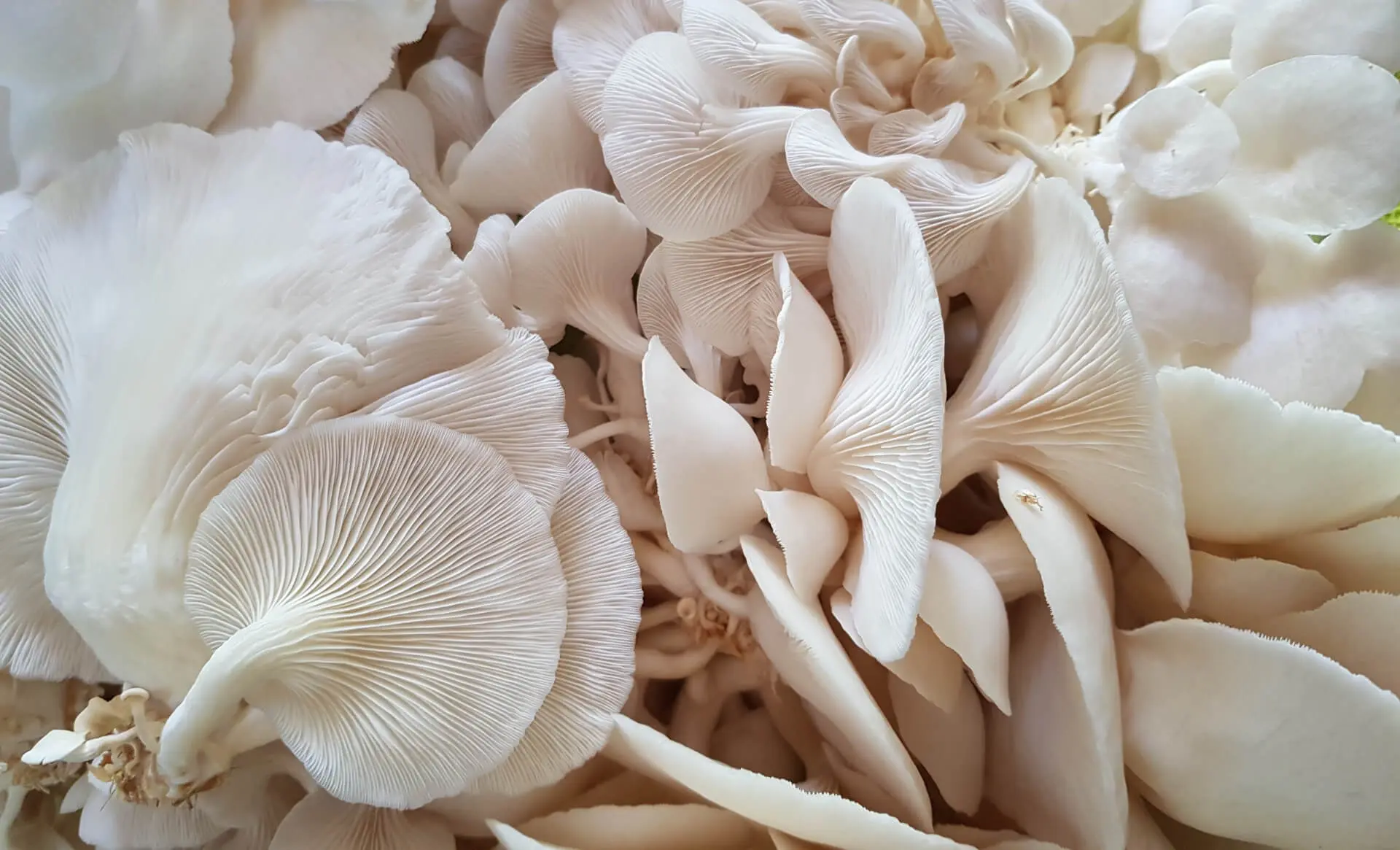 Pleurotes blancs